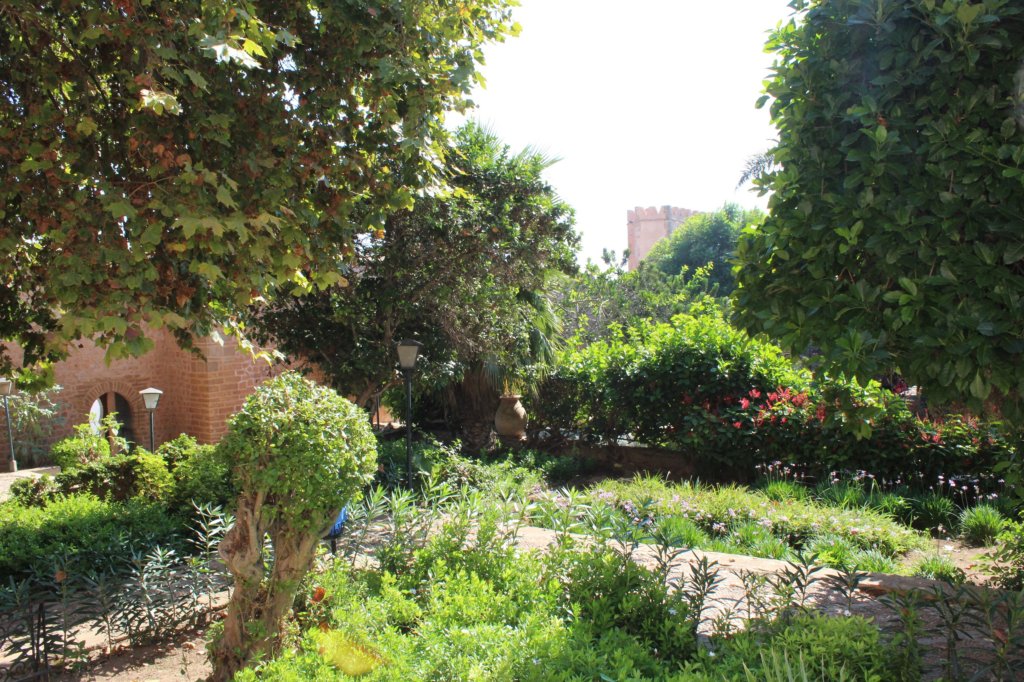 Tis photo shows lush green plants